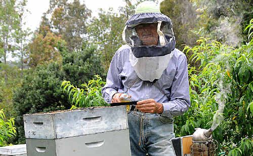 Apiarist Athol Craig places traps in a bee hive to protect the colony from the Small Hive beetle. Apiarist Athol Craig places traps in a bee hive to protect the colony from the Small Hive beetle.